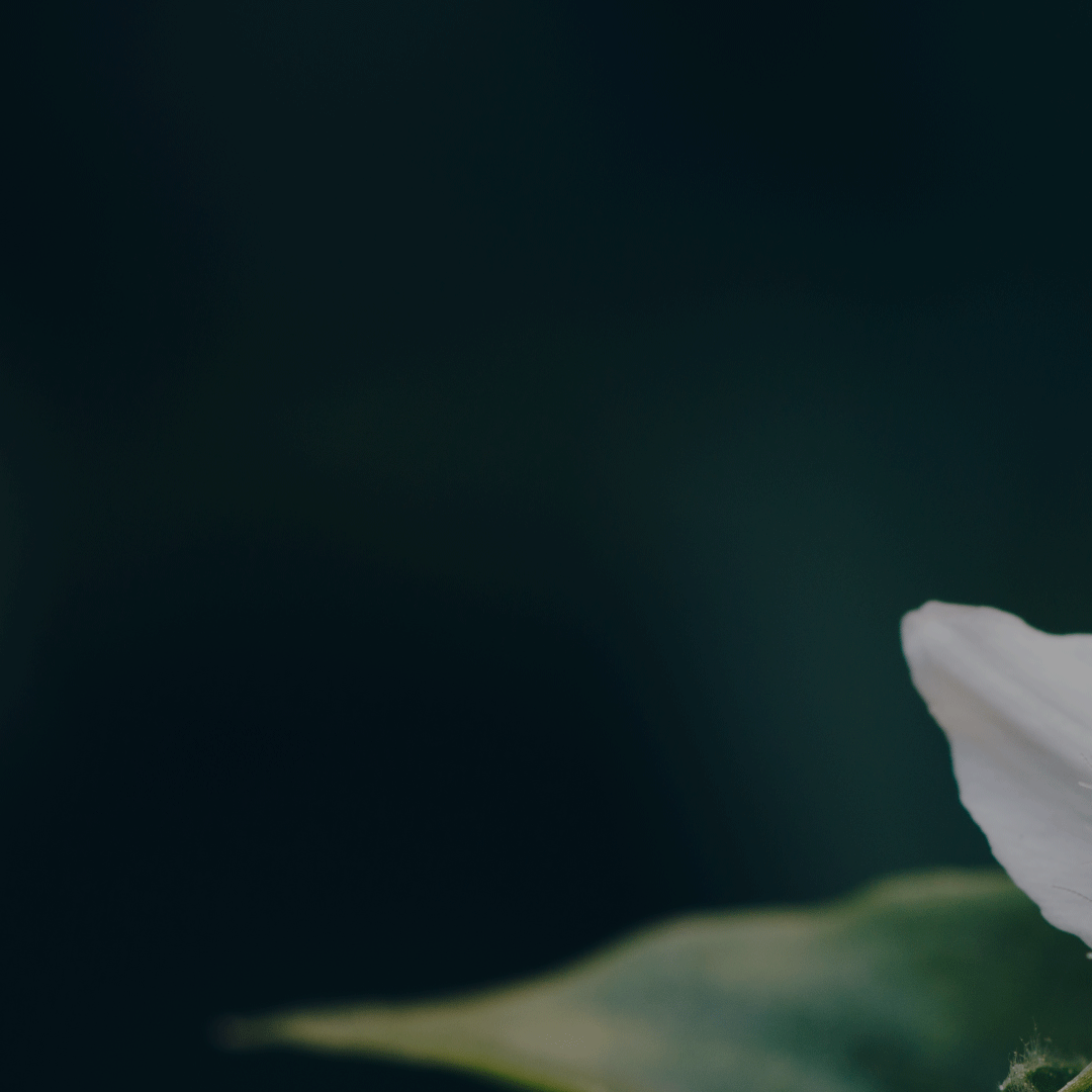 Ilustracja do: TUULIA